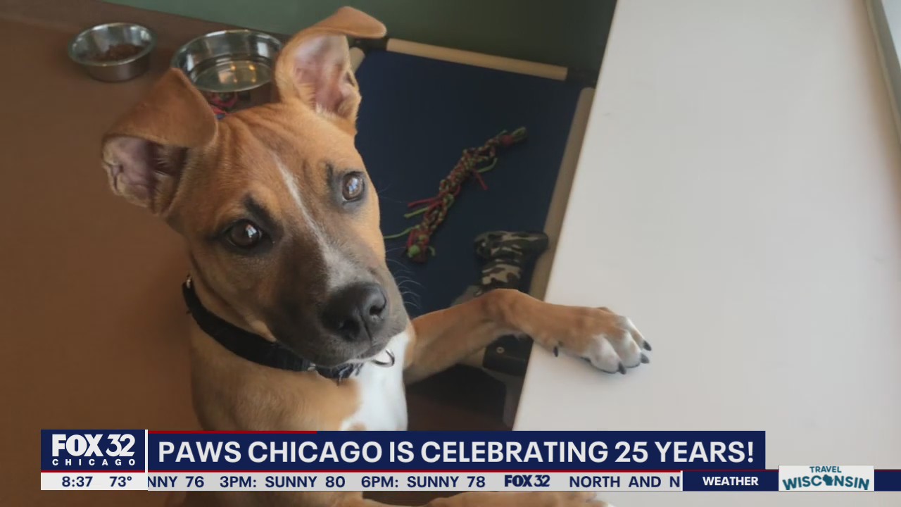 PAWS Chicago celebrates 25 years with Giving Day