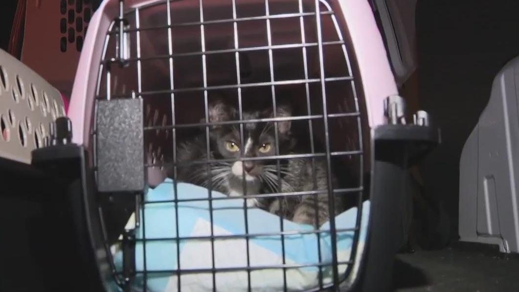 Animals evacuated from Maui arrive in Bay Area