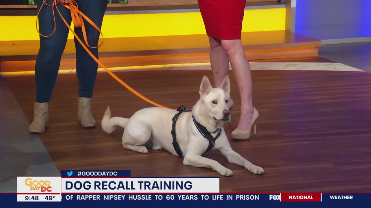 Tips for dog recall training