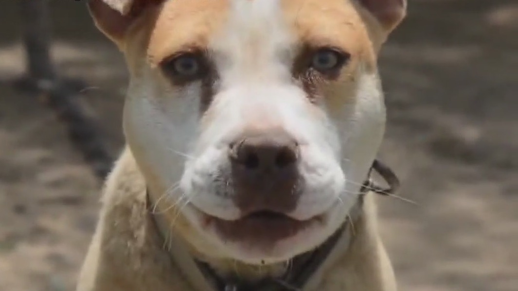 Bill requiring adequate shelter for dogs in Texas advances again