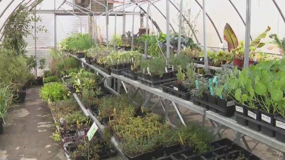 Texas freeze: Protecting plants from the cold