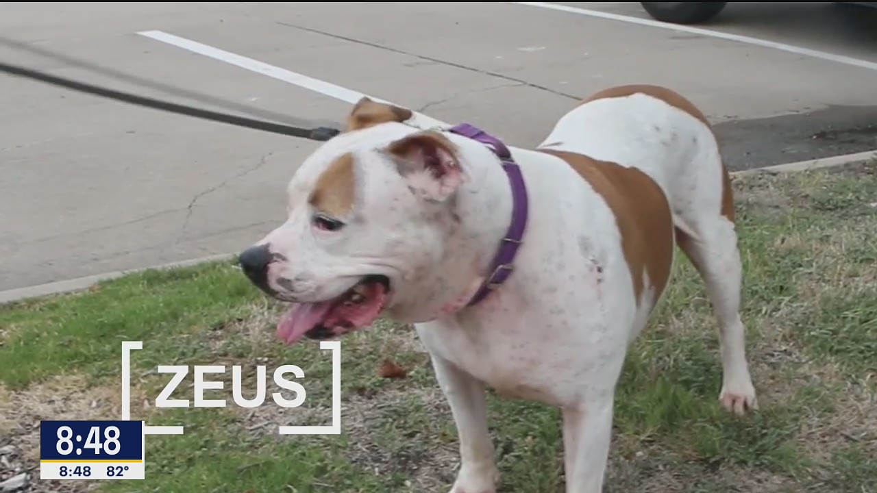 Dog of the Day: Zeus