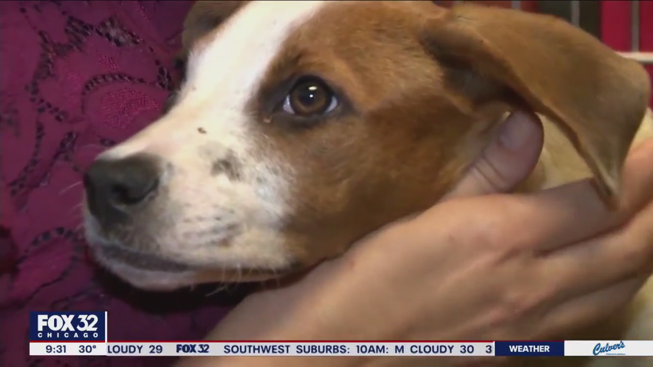 Dog behavior expert dishes out tips for instilling good habits in your pup