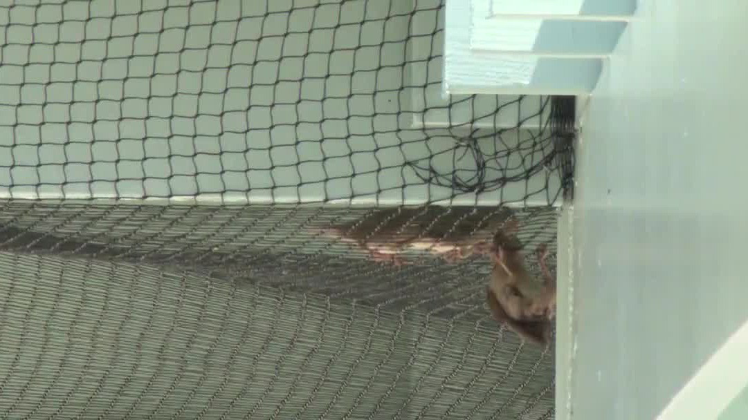 Baby birds rescued from shopping plaza