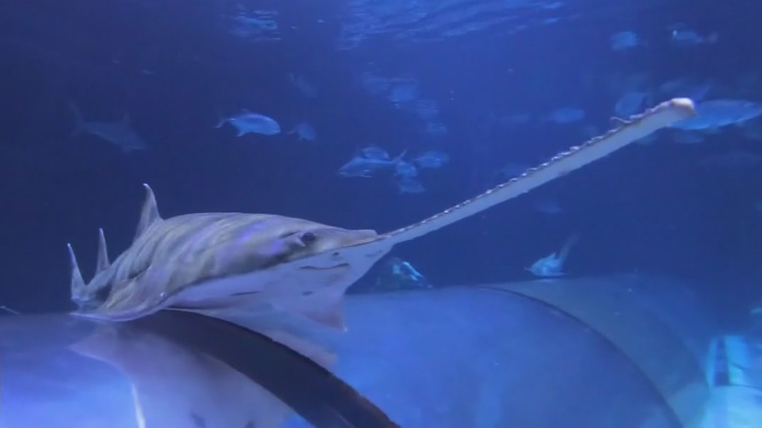 Concern grows over dying sawfish