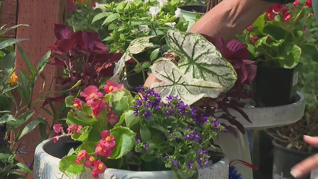 Pike Nurseries: Sprinkle some red, white, and blue around your garden