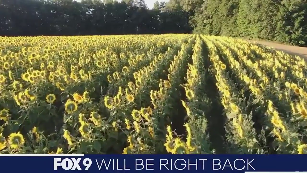 FOX 9 News at 9-10 p.m.