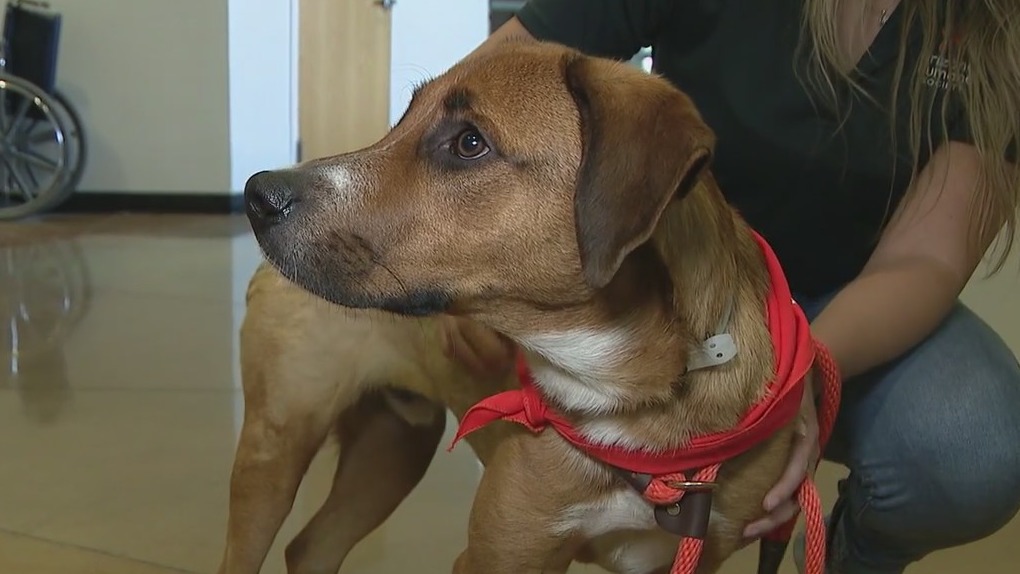Arizona Humane Society talks about the importance of animal cruelty awareness