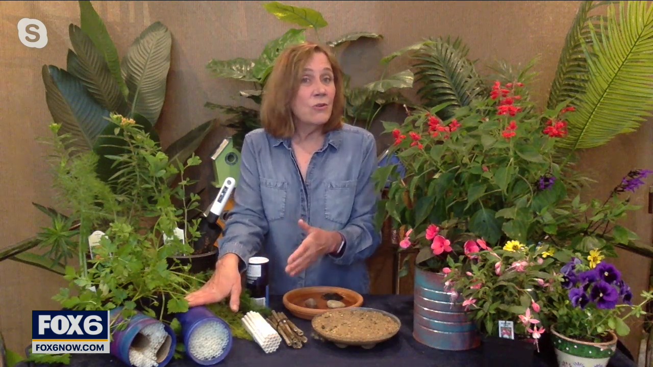 Plant a pollinator garden; tips from an expert