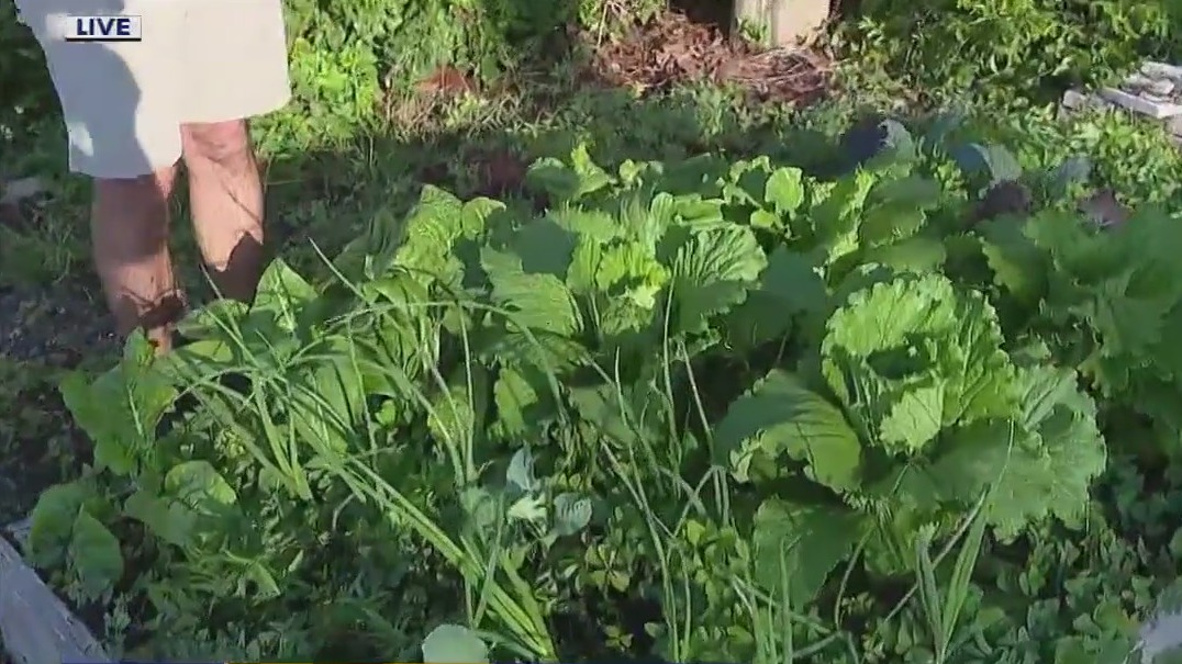 Unseasonable warm weather impacts the garden