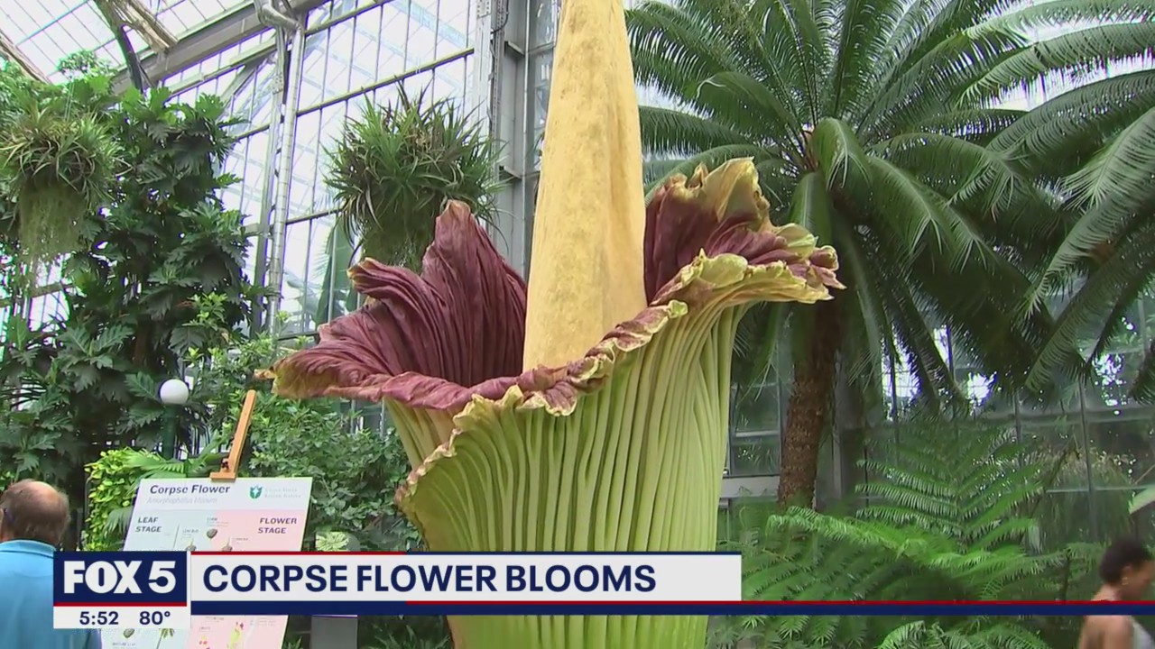 Corpse flower blooms