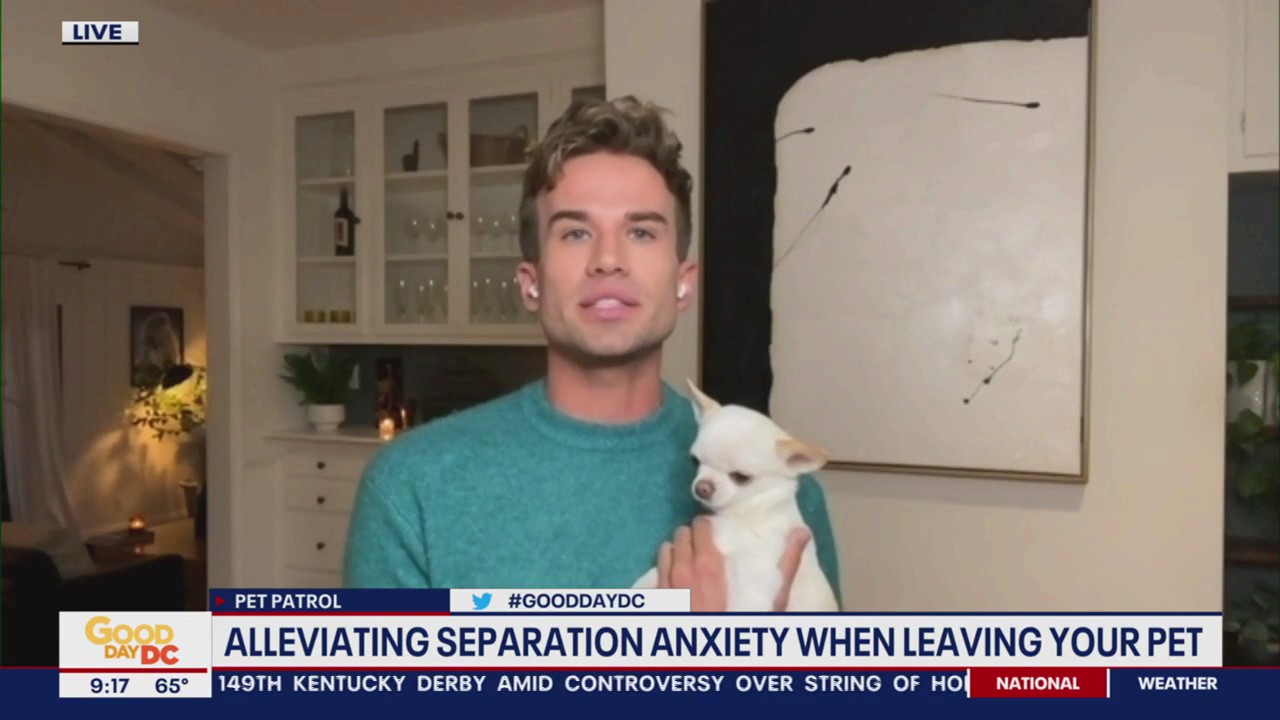 Dealing with your pet's separation anxiety