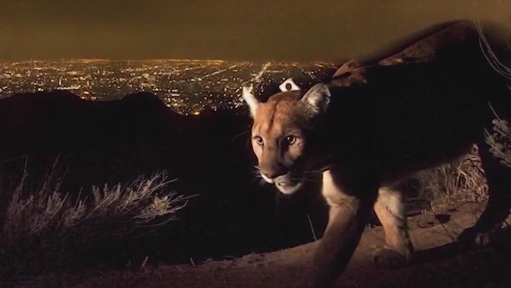 Mountain lion P-22 laid to rest