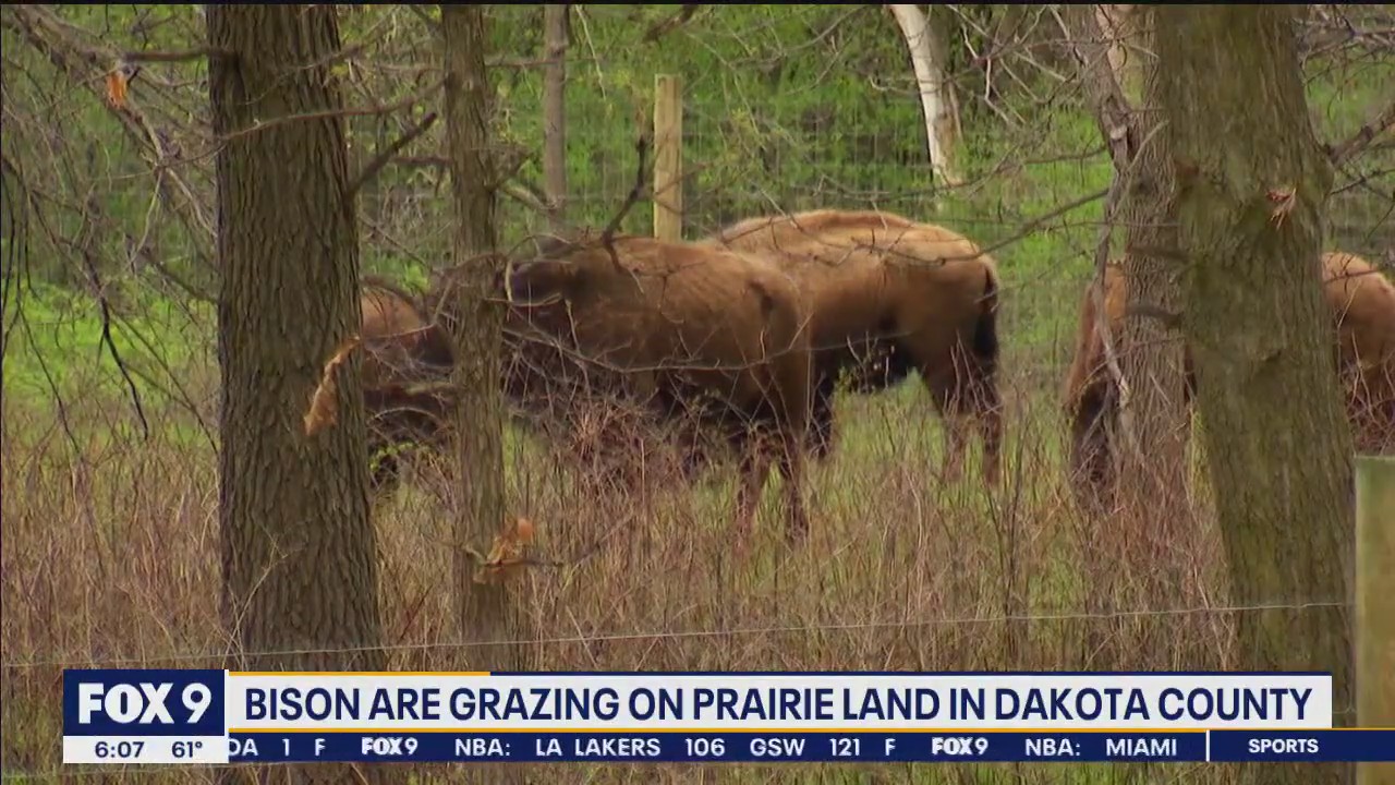 Bison herd in Dakota County welcomes calves