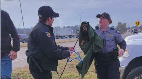 Dachshund in Round Rock reunited with family thanks to potato chips