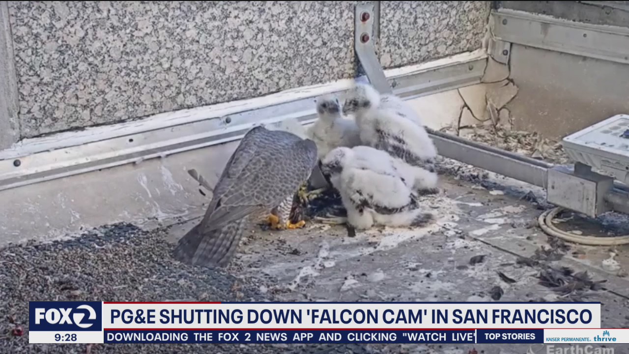 'Falcon Cam' shutting down in San Francisco