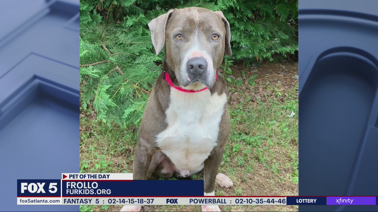 Pet of the Day from Furkids