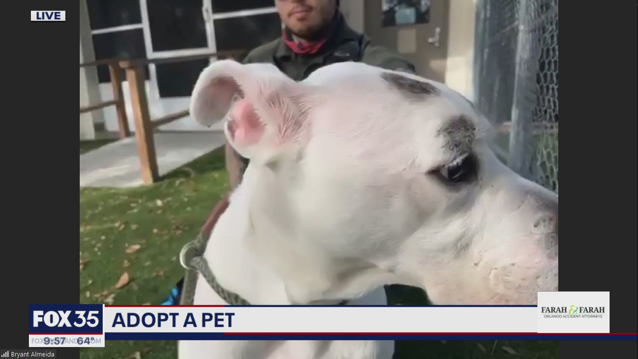 Adopt-a-Pet