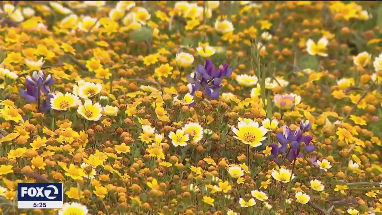Bay Area superbloom in full effect
