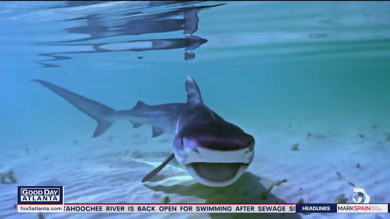 Celebrating 35 years of Shark Week