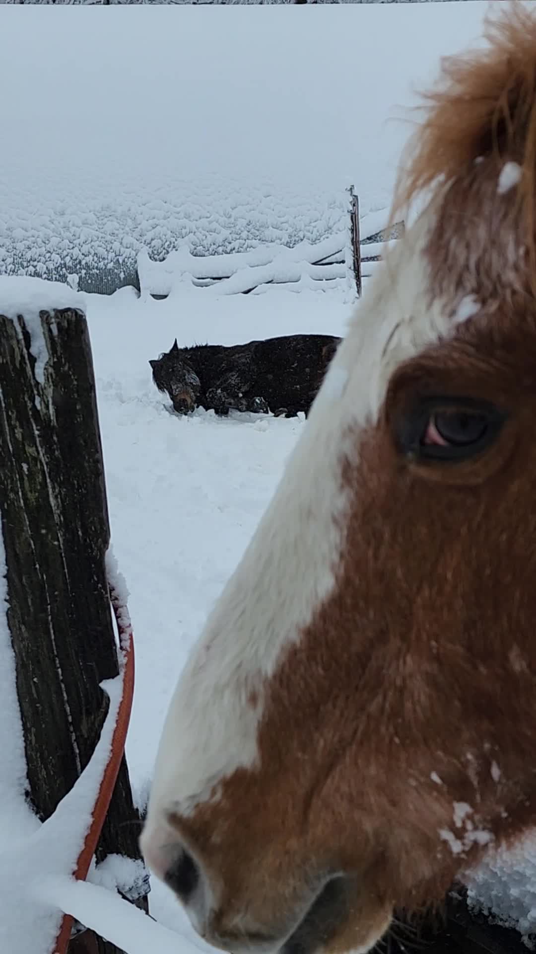 Minnesota's snow angel making horse