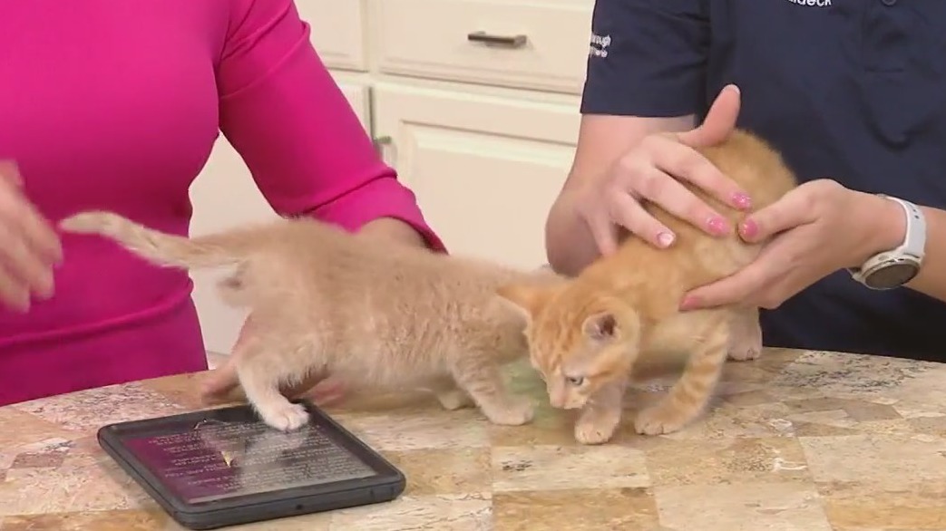 Kitten season in Florida