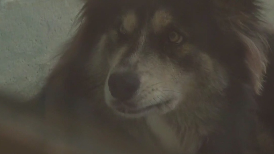 Shelters ask for help on 'Adopt a Shelter Pet Day'