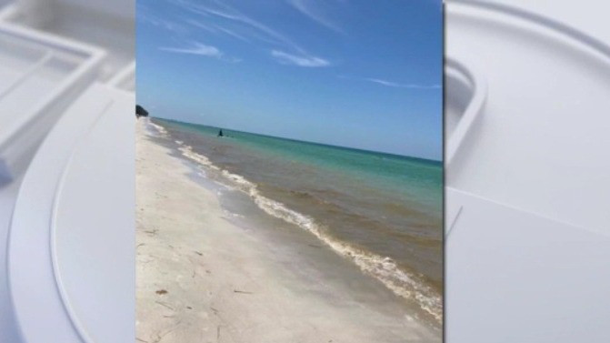 Sea sawdust on the rise on some Pinellas beaches