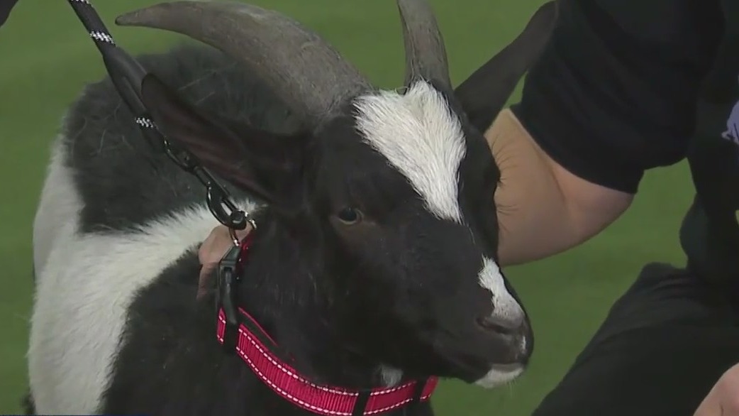 Great Lakes Pet Expo; animals of all sizes