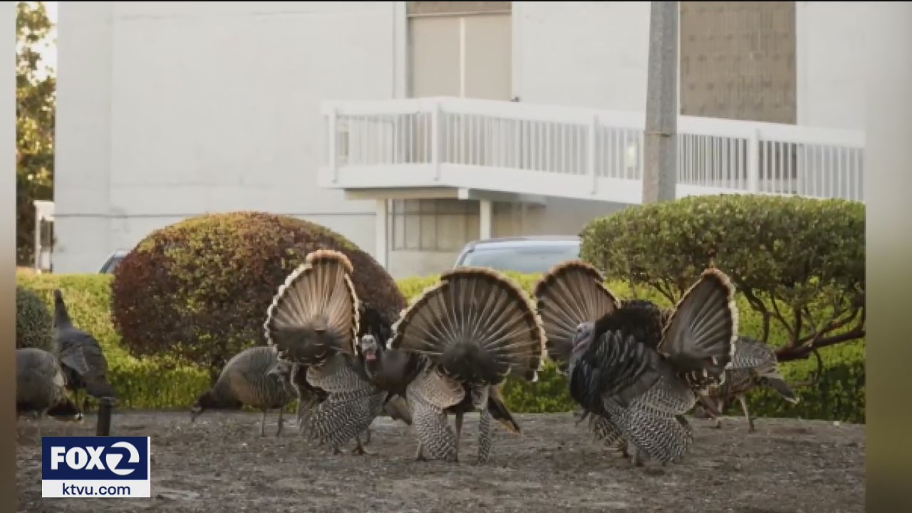 Wild turkeys on NASA Ames campus targeted for removal
