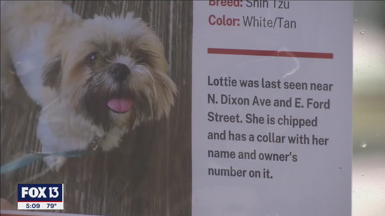 Dog goes from lost to stolen