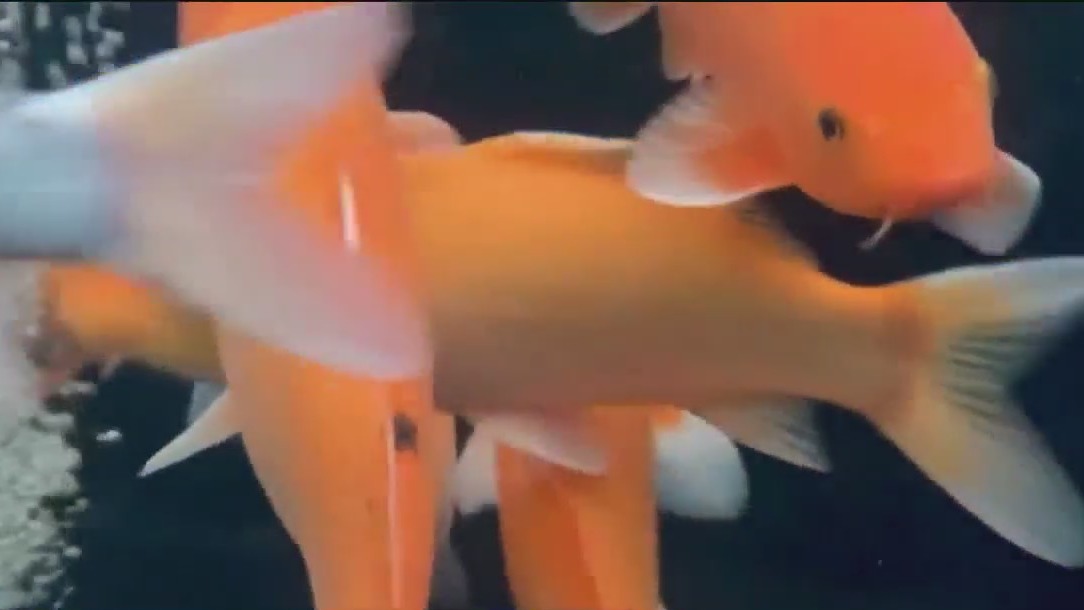 $4,000 in Koi fish stolen from SJ Japanese Friendship Garden