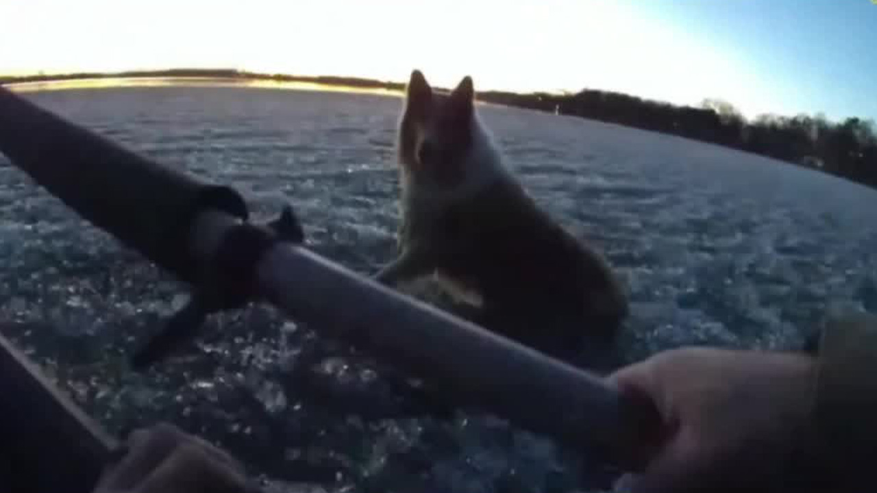 Border collie rescued from Chisago County lake