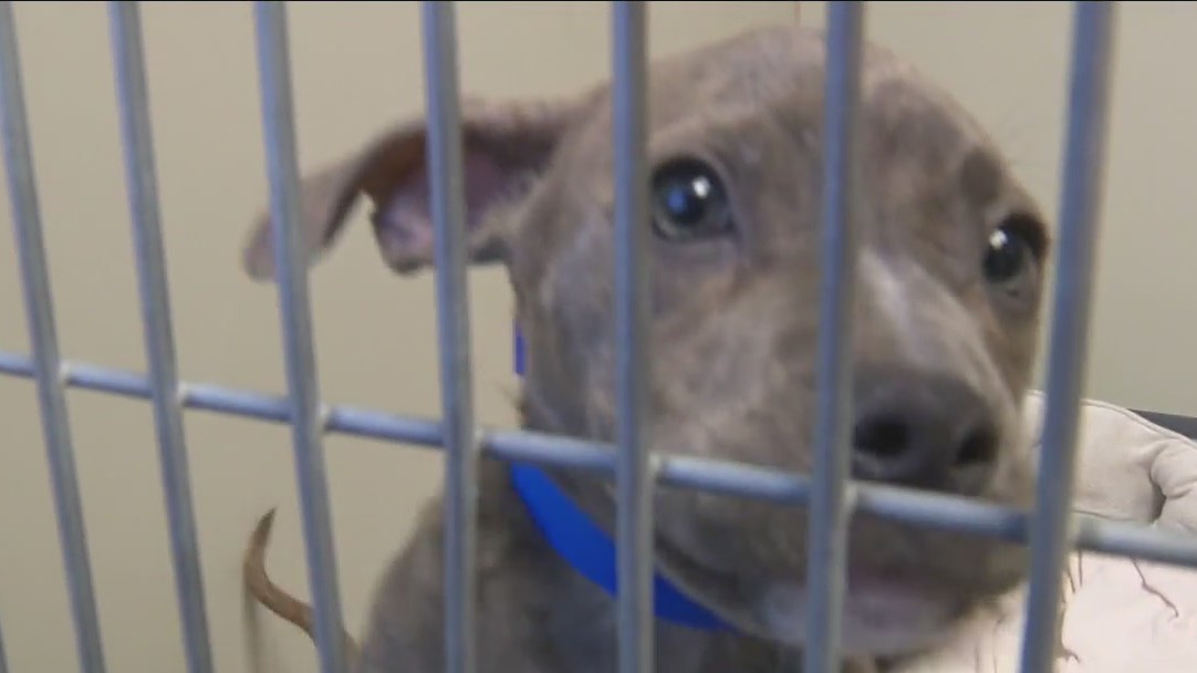 Puppies abandoned in Mequon, rescued and reunited