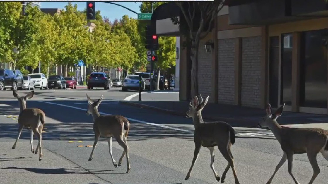 Unusual suspects chased by police in downtown Walnut Creek