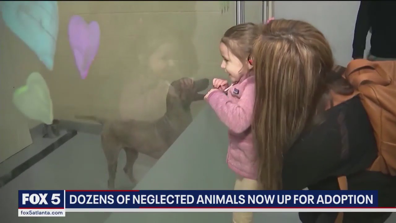 Dozens of neglected animals now up for adoption