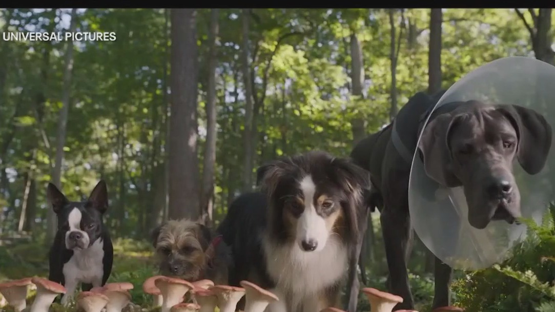 New film ‘Strays’ puts R-rated spin on dog life