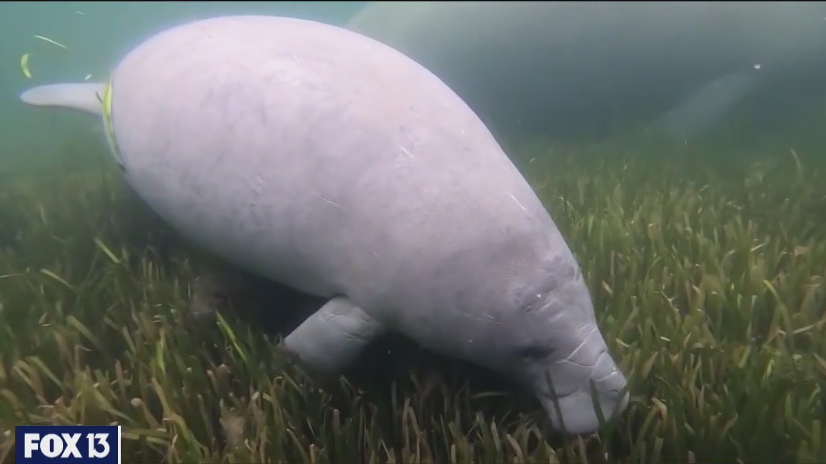 Cold weather impact on Florida manatees