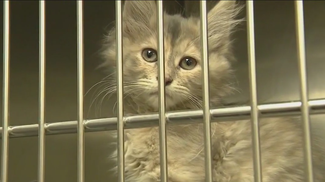 Chicago Animal Care and Control to host 'Spring Fur-Ever' adoption event