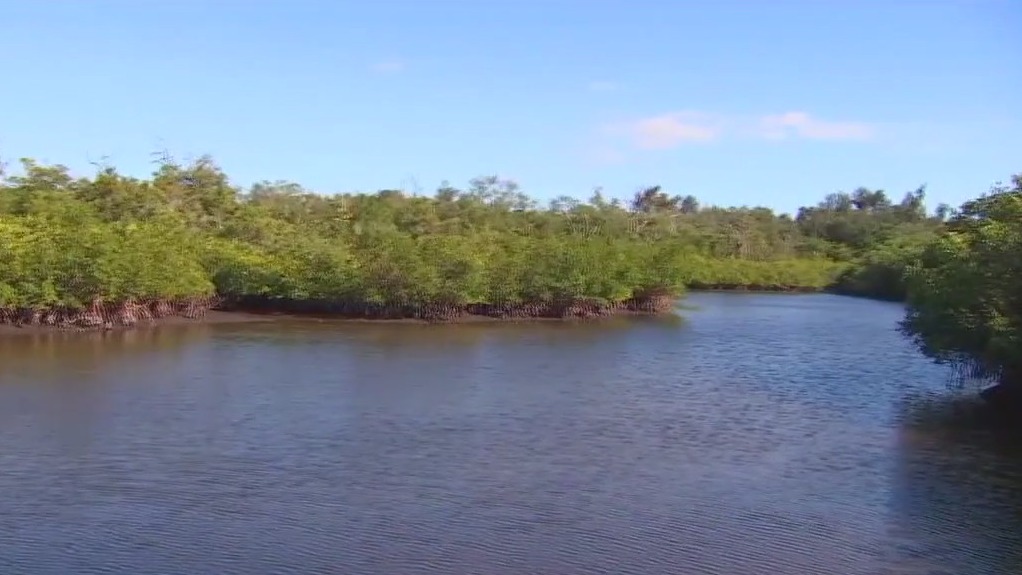 Expansion of Palmetto preserve being considered