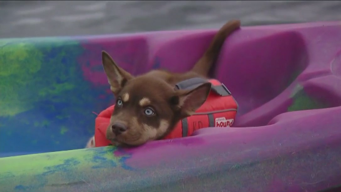 12th annual Paddle for Puppies returns to Lady Bird Lake