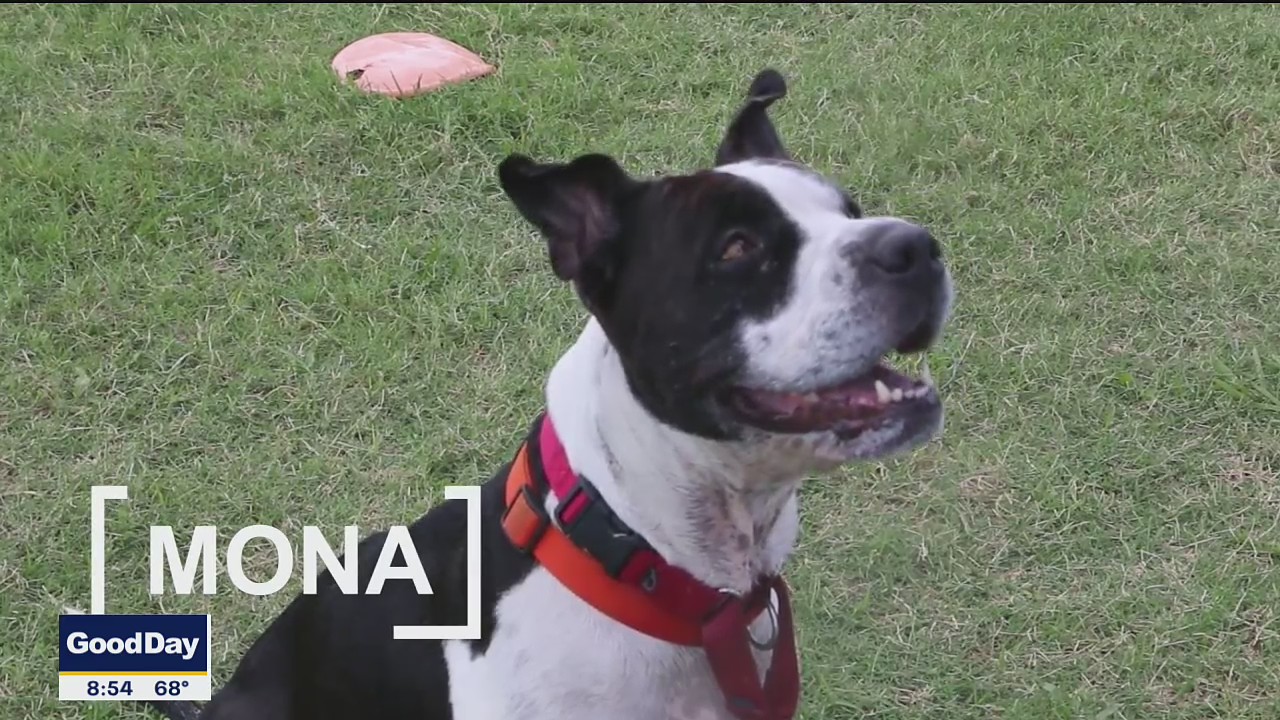 Dog of the Day: Mona