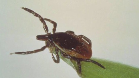 Lyme disease cases expected to rise this spring
