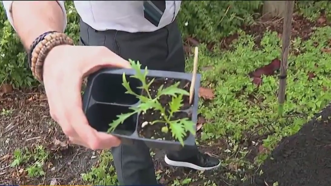 Now is the time to focus on planting heat-tolerant crops