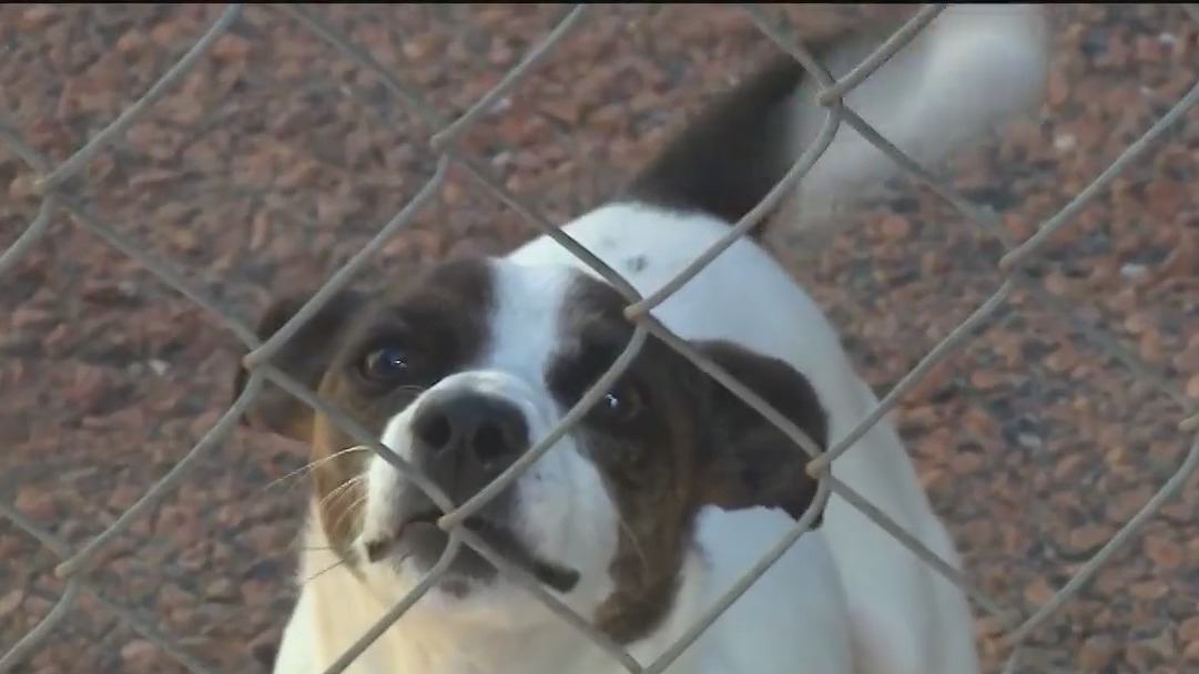 Henry humane society looking for a Christmas miracle