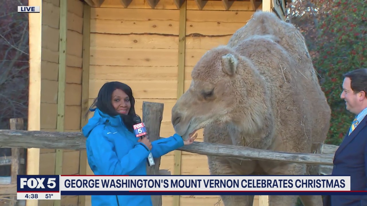 Aladdin The Christmas Camel and holiday fun at Mount Vernon