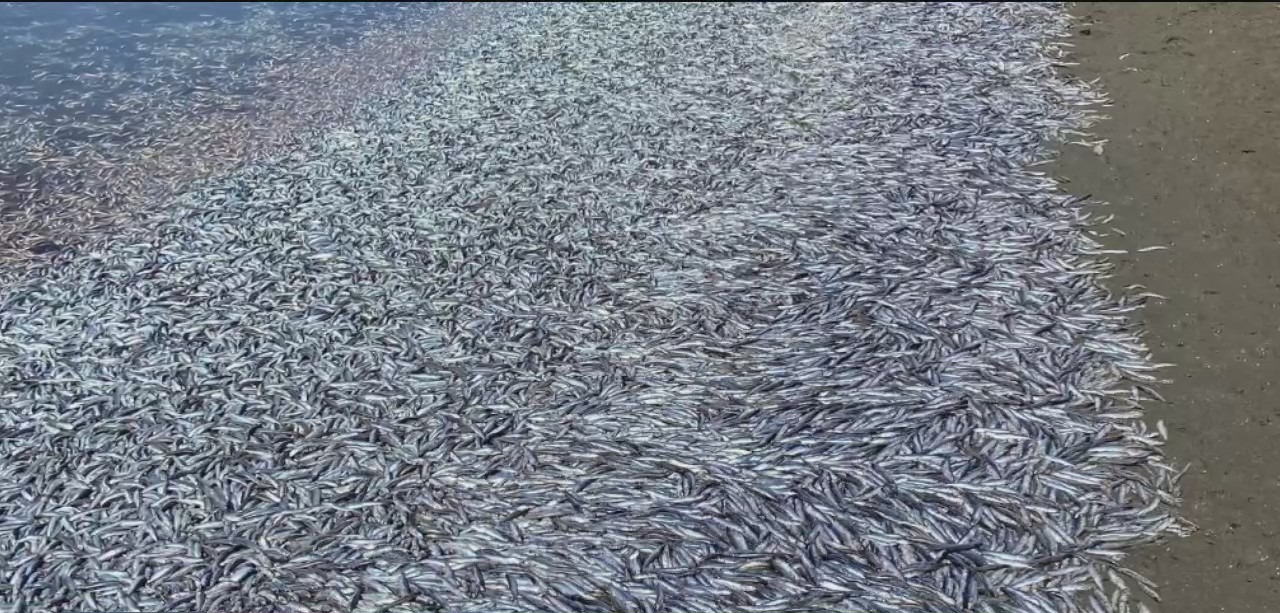 Thousands of anchovies washed up dead in Bolinas Lagoon