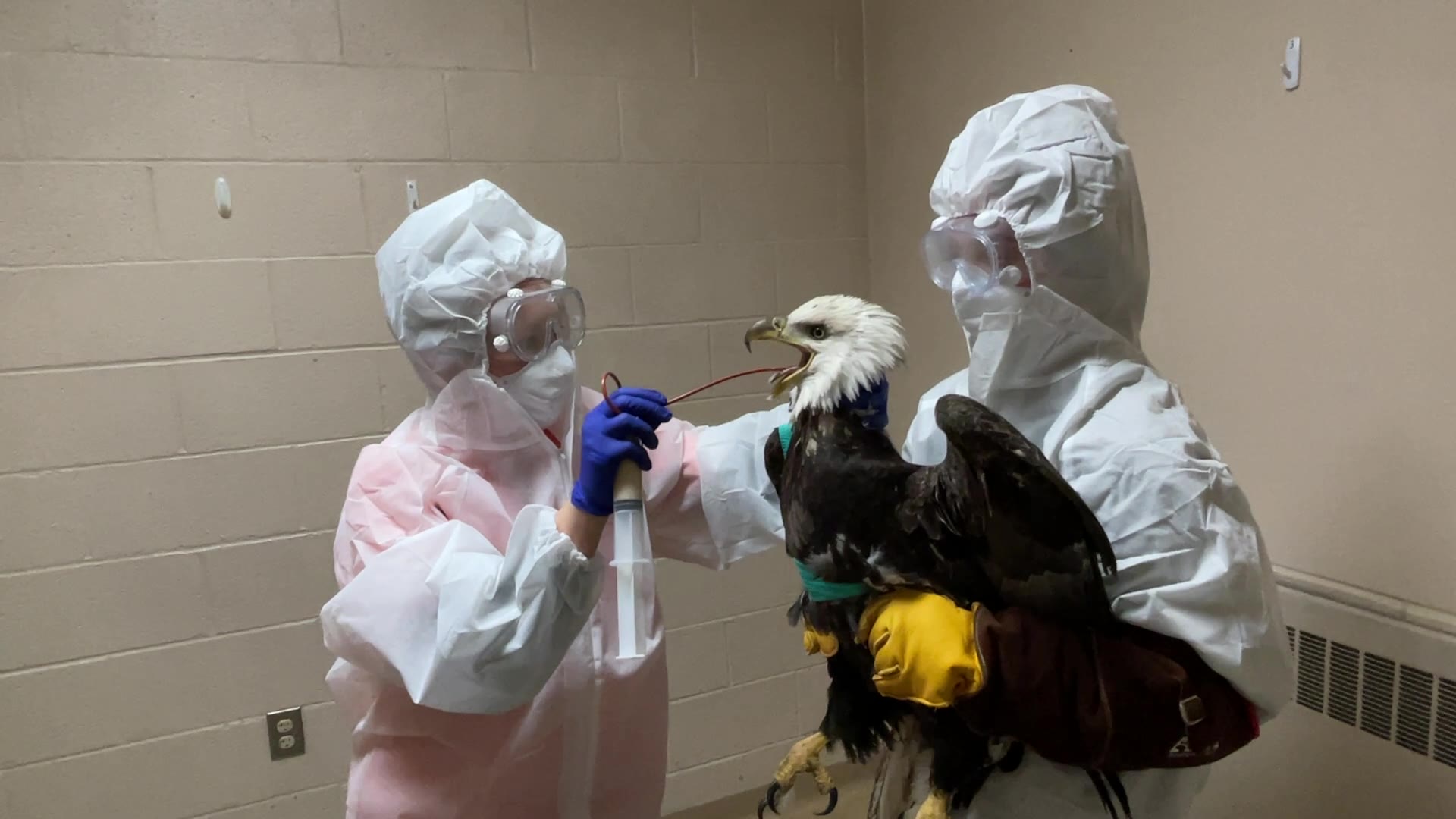Injured bald eagle found in Franklin; had been shot, officials say