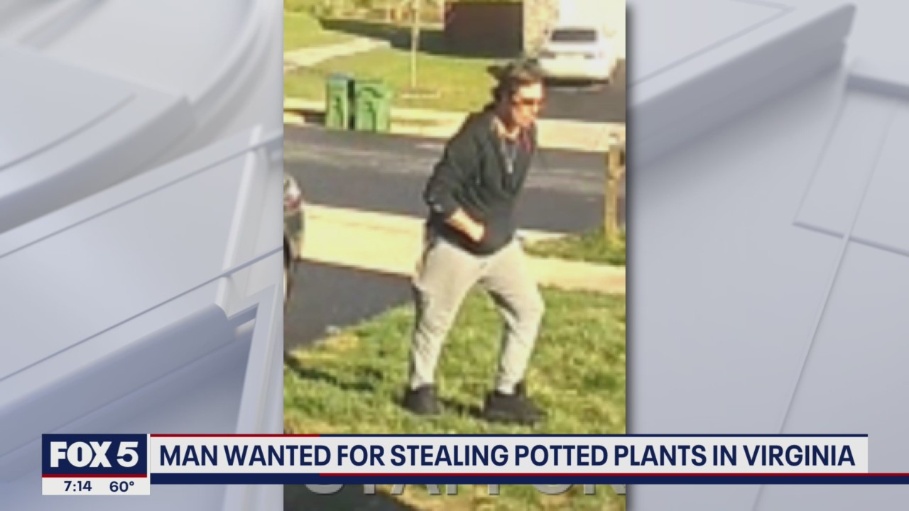 Potted plant thief caught on video stealing flowers from Stafford County homes: police