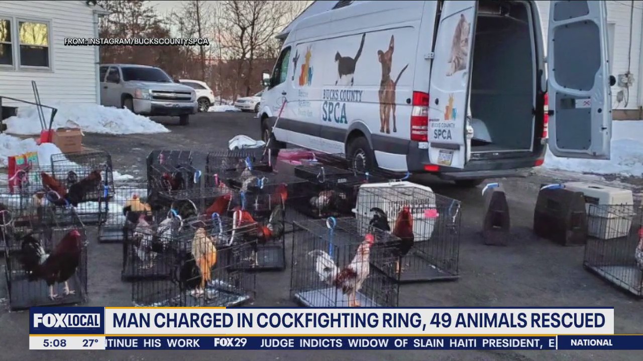 Man charged in cockfighting ring, 49 animals rescued in Bucks County